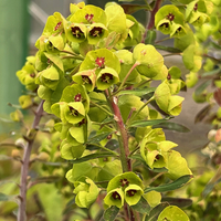 Euphorbia x martini